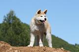 AKITA INU 451